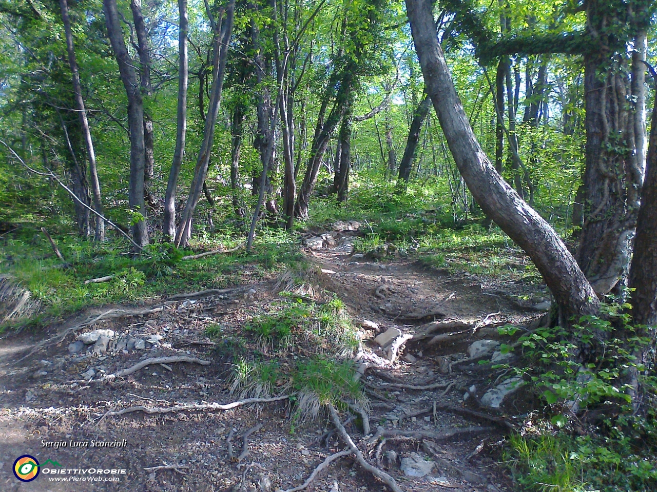04 Bel bosco.jpg